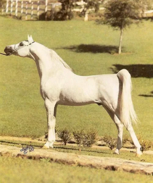 El Shaklan