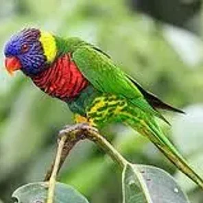 Rainbow Lorikeet