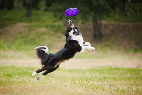 Nutrition Essentials for Sporting Dogs