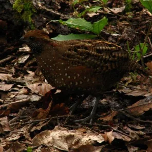 Spotted Wood Quail