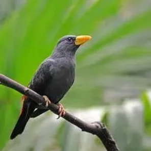 Grosbeak