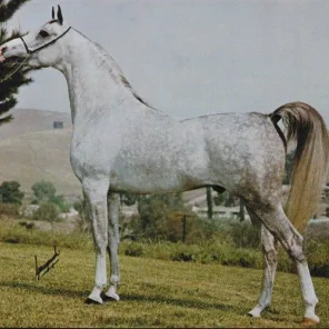 ANSATA SHAH ZAM