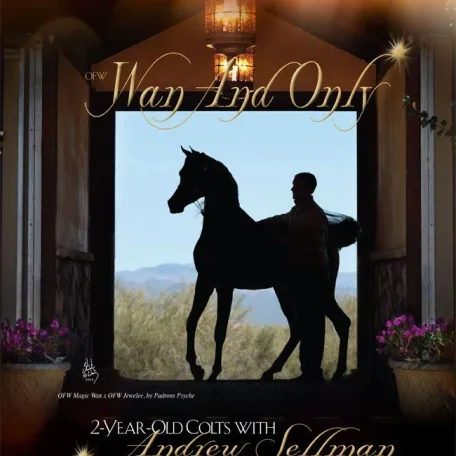 Wan And Only * Andrew Sellman * Vegas 2013