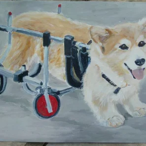 Portrait of Llyr, a corgi who uses his wheels to get around