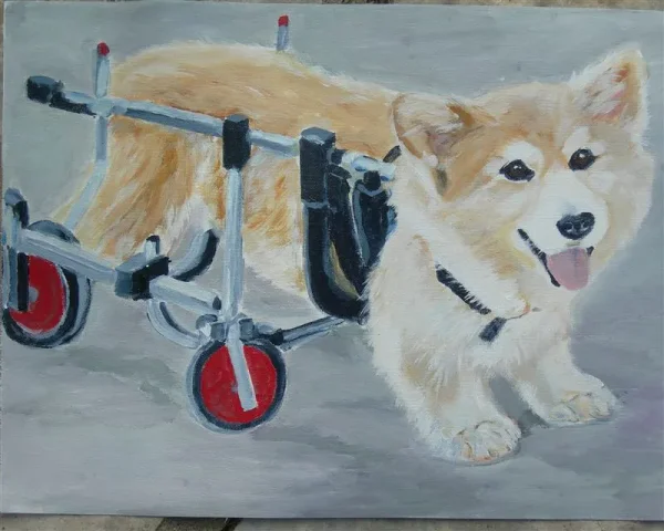 Portrait of Llyr, a corgi who uses his wheels to get around