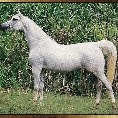 LAKMEE ELSHAKLAN