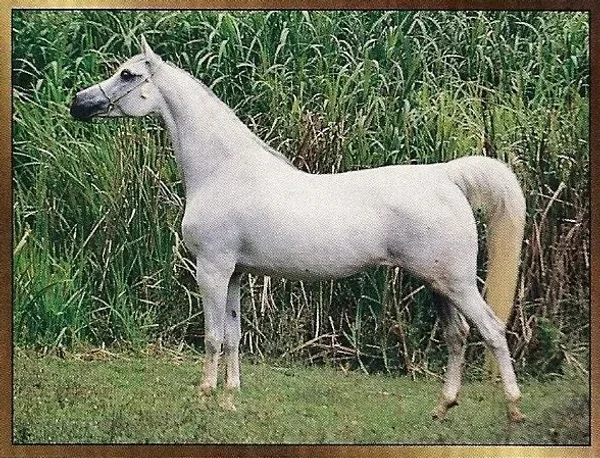 LAKMEE ELSHAKLAN