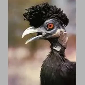 Crested Guineafowl