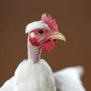 Naked Neck (Turken)