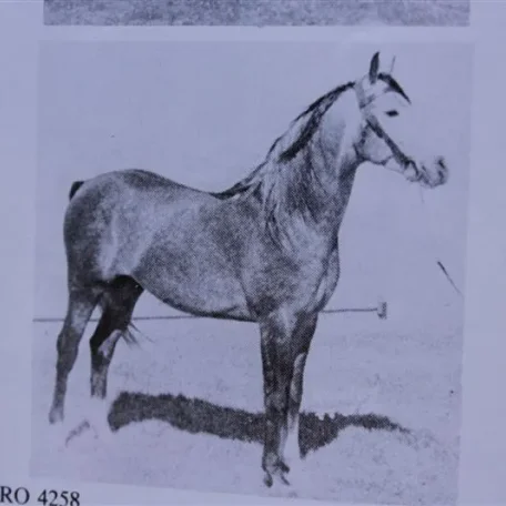 Figaro (Raseyn x Rabiyat) grey stallion, foaled January 29, 1947bred by United States Government