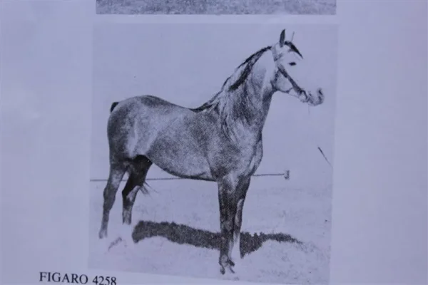 Figaro (Raseyn x Rabiyat) grey stallion, foaled January 29, 1947bred by United States Government