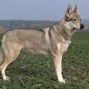 Czechoslovak Wolfdog