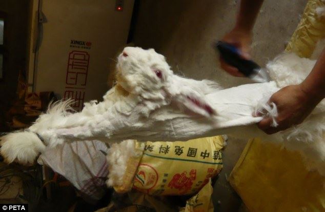 Rabbit Cruelty