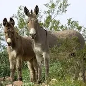 Burro
