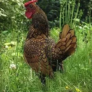 Golden Sebright Cockerel