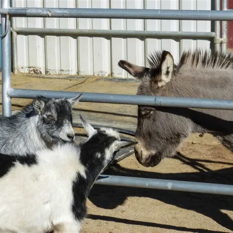 Leonardo hanging out with some goat friends