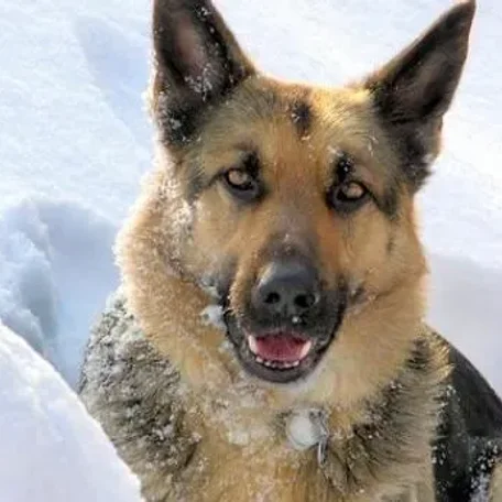 What comes to mind when you hear the term “guard dog” Do you immediately picture a monstrous, muscular animal with massive slavering jaws and a bone-chilling, deep-voiced bark