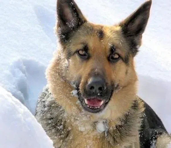 What comes to mind when you hear the term “guard dog” Do you immediately picture a monstrous, muscular animal with massive slavering jaws and a bone-chilling, deep-voiced bark