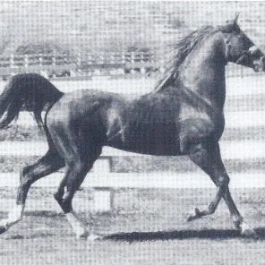*Sun Royal