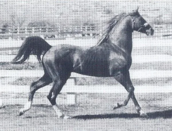 *Sun Royal
