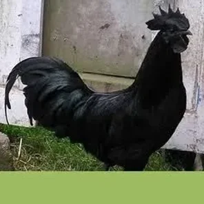 Cemani