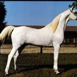 Does anyone know who and what color Khofo’s dam was?