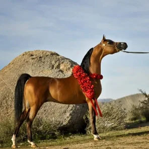 Eccentric Valentino
