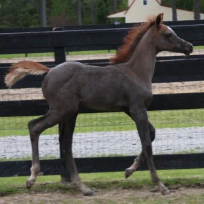 Our 2014 Botswana Filly out of our mare Mostly Persuaded!