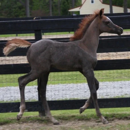 Our 2014 Botswana Filly out of our mare Mostly Persuaded!