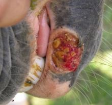 Vesicular Stomatitis Virus - Livestock Trouble!