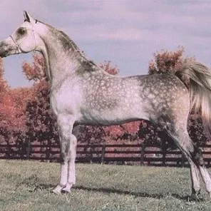 Imperial Madheen