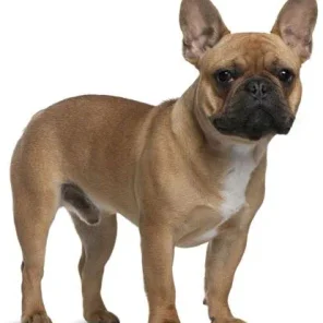 French Bulldog - Frenchie - # 9 Favorite Breed