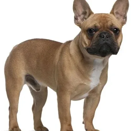 His unique appearance and mischievous nature make the Frenchie a well-loved breed.