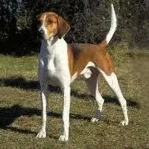 Trigg Hound
