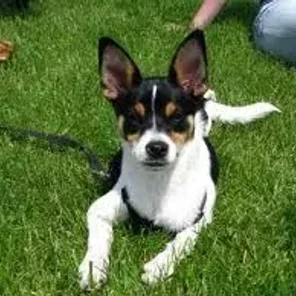 Rat-A-Pap (Designer Dog)