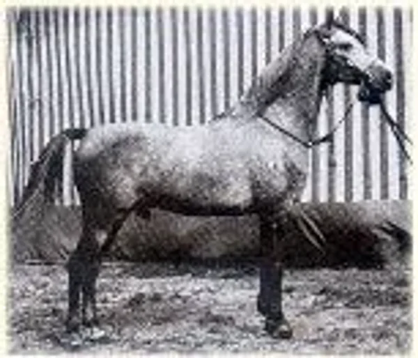Haladin