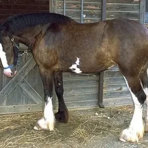 Horse Markings