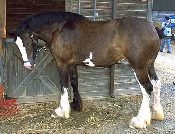 Markings on horses usually are distinctive white areas on an otherwise dark base coat color. Most horses have some markings, and they help to identify the horse as a unique individual.
