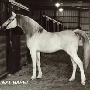 Alwal Bahet