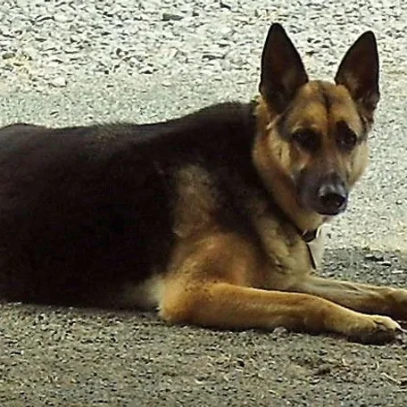 My sweet friend Sans Souci (Sau-Sau) whom I miss every day. Please reincarnate and come back to me soon!
