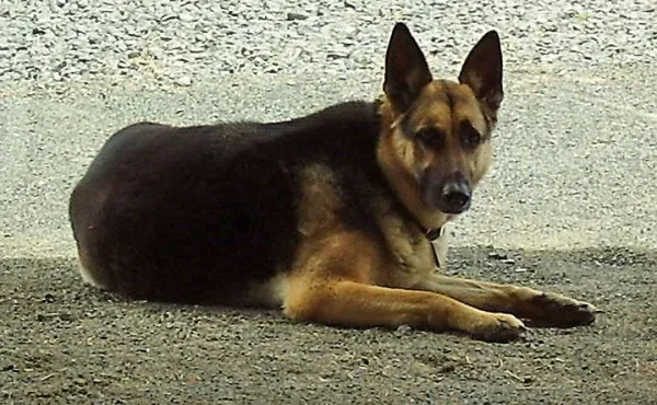 My sweet friend Sans Souci (Sau-Sau) whom I miss every day. Please reincarnate and come back to me soon!