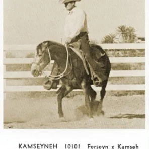 Kamseyneh