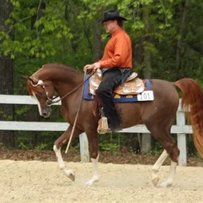 Brutti at his first schooling show