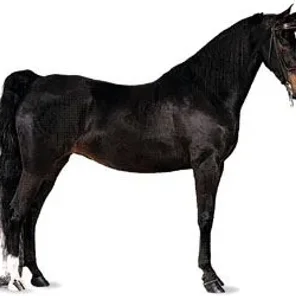 Thoroughbred Horse - Pt 2