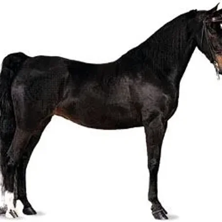 History of the Thoroughbred Horse