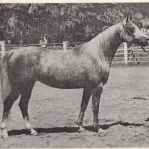El Tara