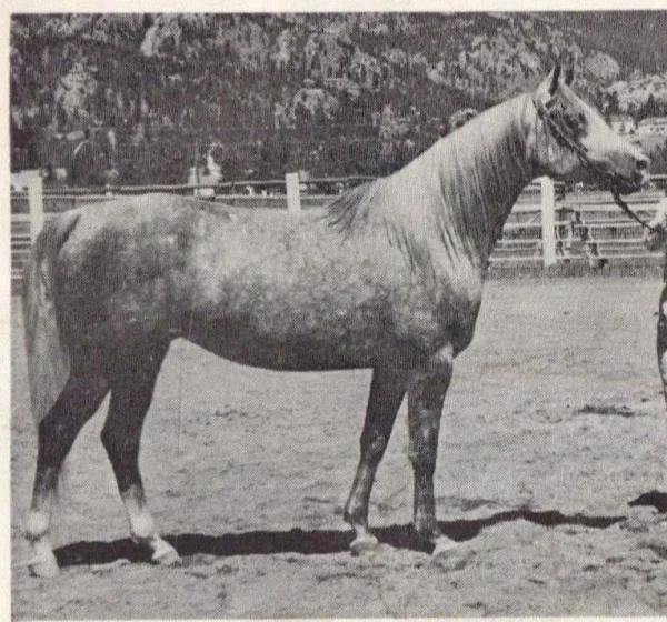 El Tara