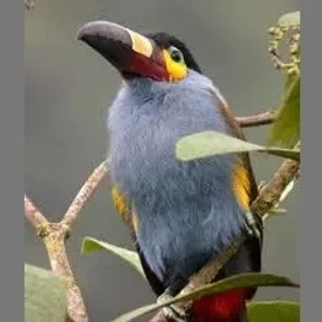 Plate-billed Mountain Toucan