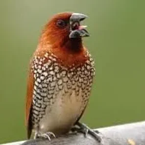 Spotted Munia
