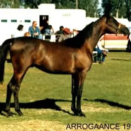 Arrogaance